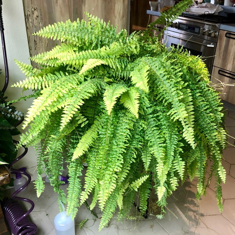 plant image 1373448