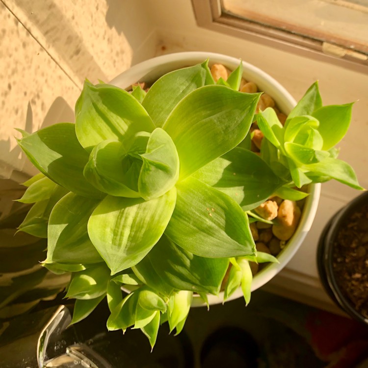 plant image 1373462 plant image 1373462