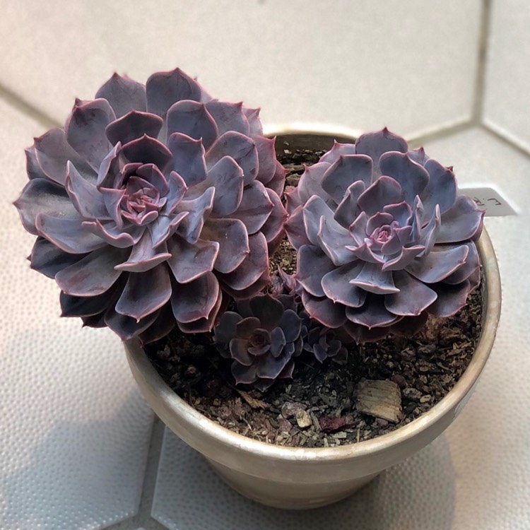 Plant image Echeveria Linda Jean