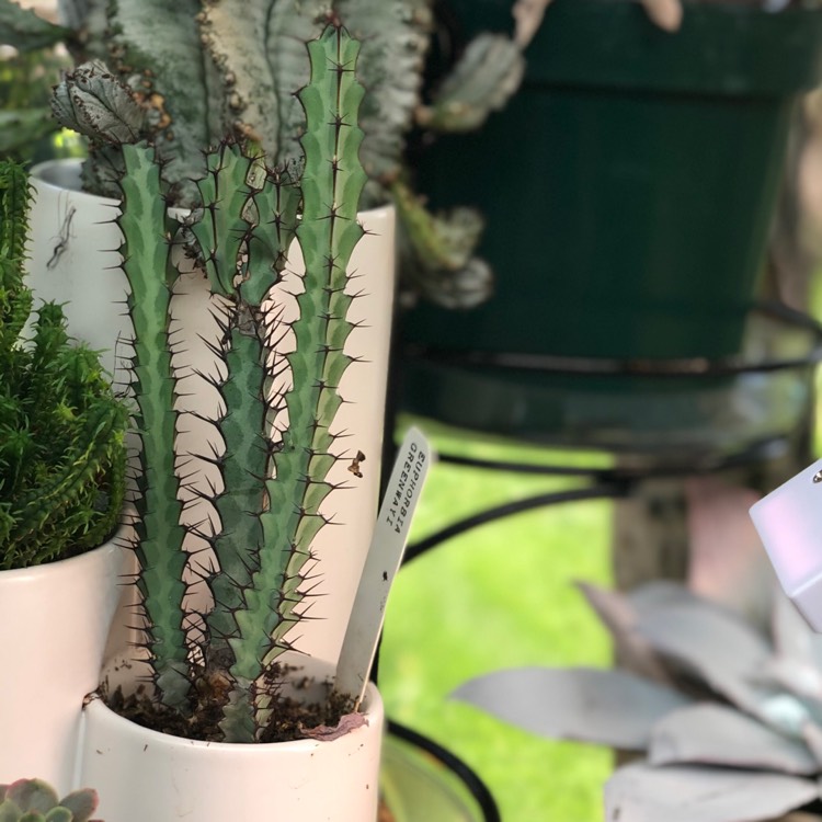 Plant image Euphorbia Greenwayi