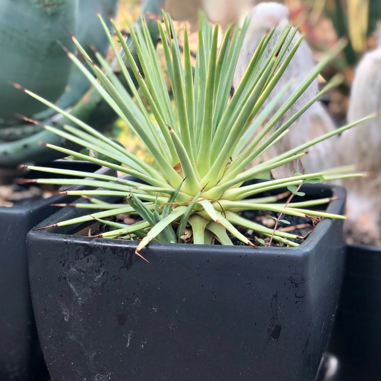 Plant image Agave Stricta Nana