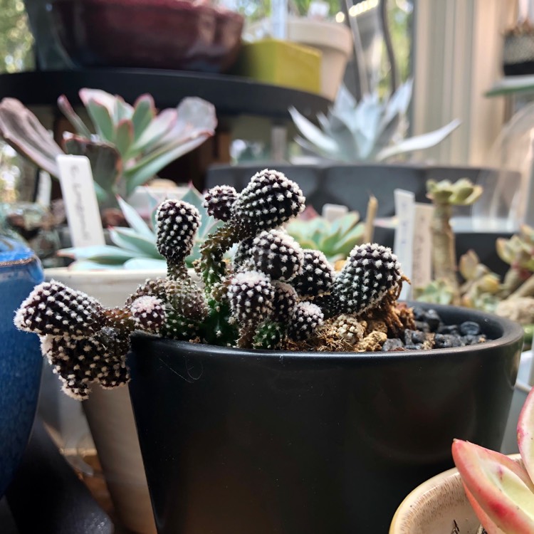 Plant image copiapoa tenuissima f. monstruosa