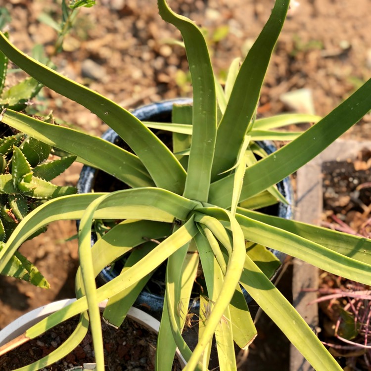 Plant image Agave bracteosa