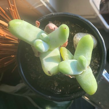 Dudleya pachyphytum