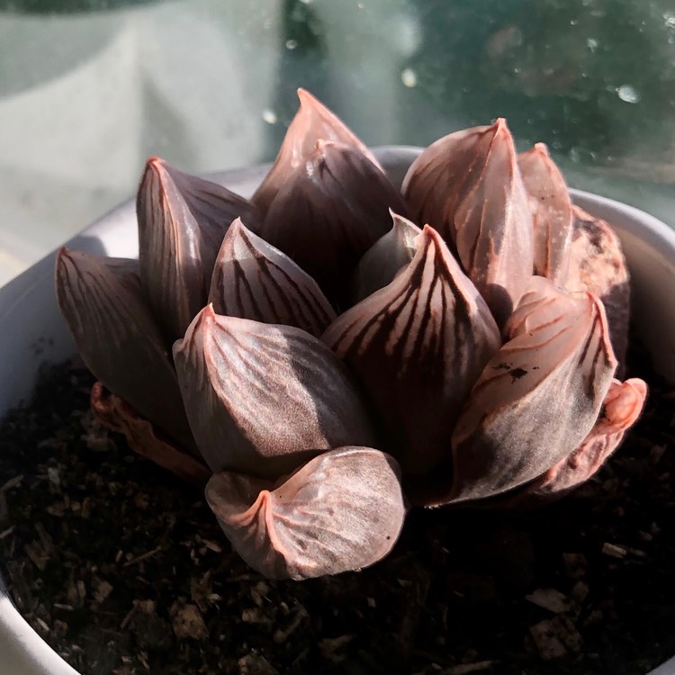 Plant image Haworthia obtusa hybrid