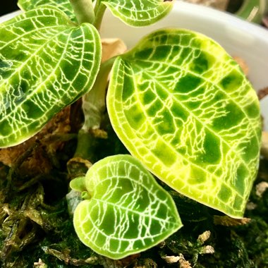 Anoectochilus petola