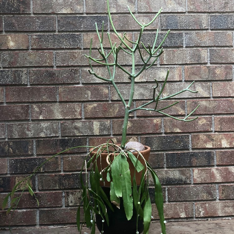 Plant image Euphorbia tirucalli
