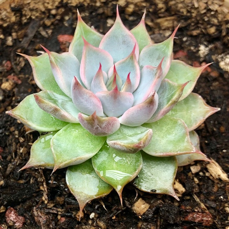 plant image 1379632