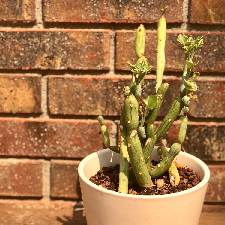 plant image 1380379