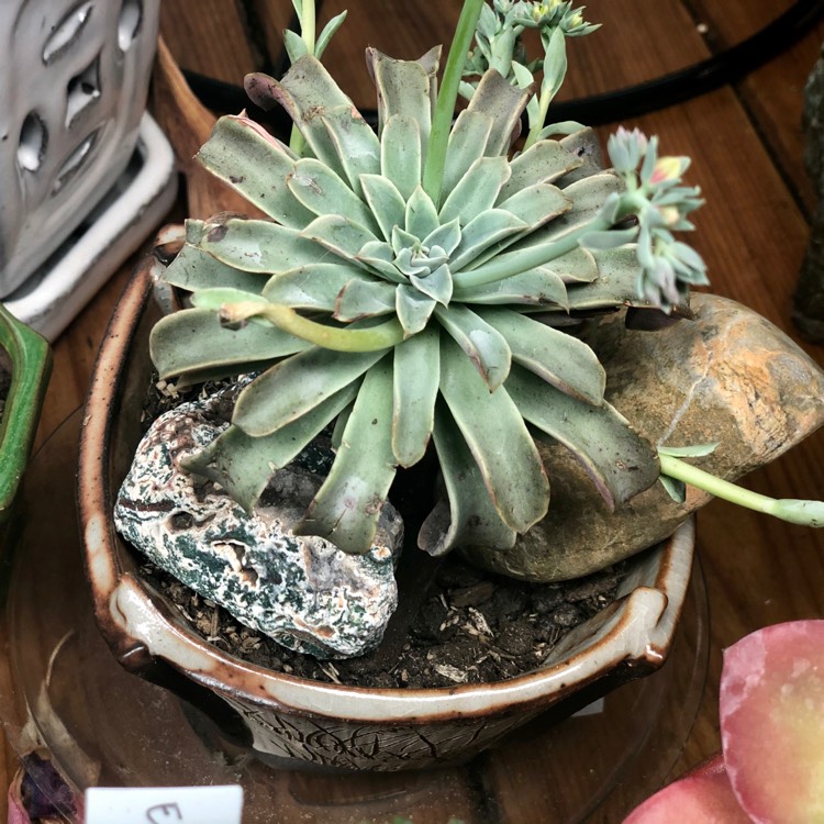 Plant image Echeveria Fantastic Fountain