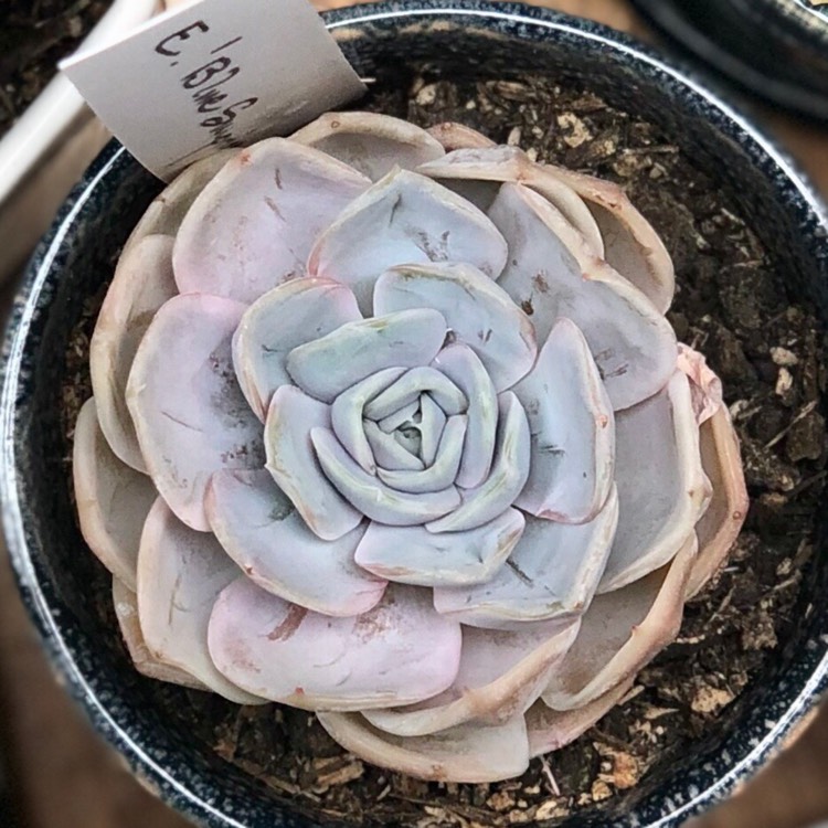 Plant image Echeveria Blue Surprise