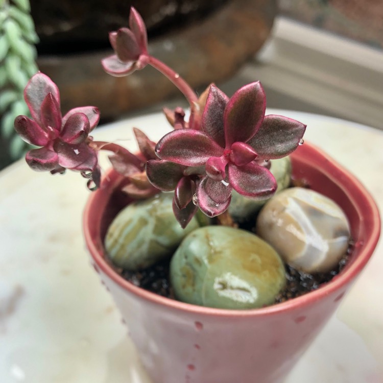 Plant image xGraptoveria Chocolate Bronze