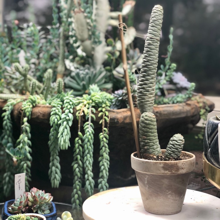 Plant image Tephrocactus articulatus 'Diadematus' syn. Tephrocactus articulatus var. diadematus