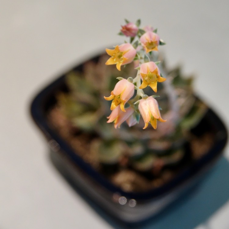 Plant image Echeveria Mensa