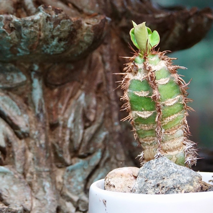 plant image 1381970