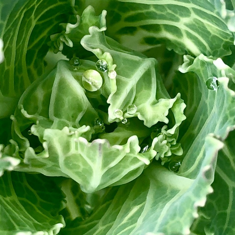 Plant image Brassica oleracea