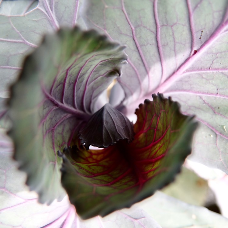 Plant image Brassica oleracea