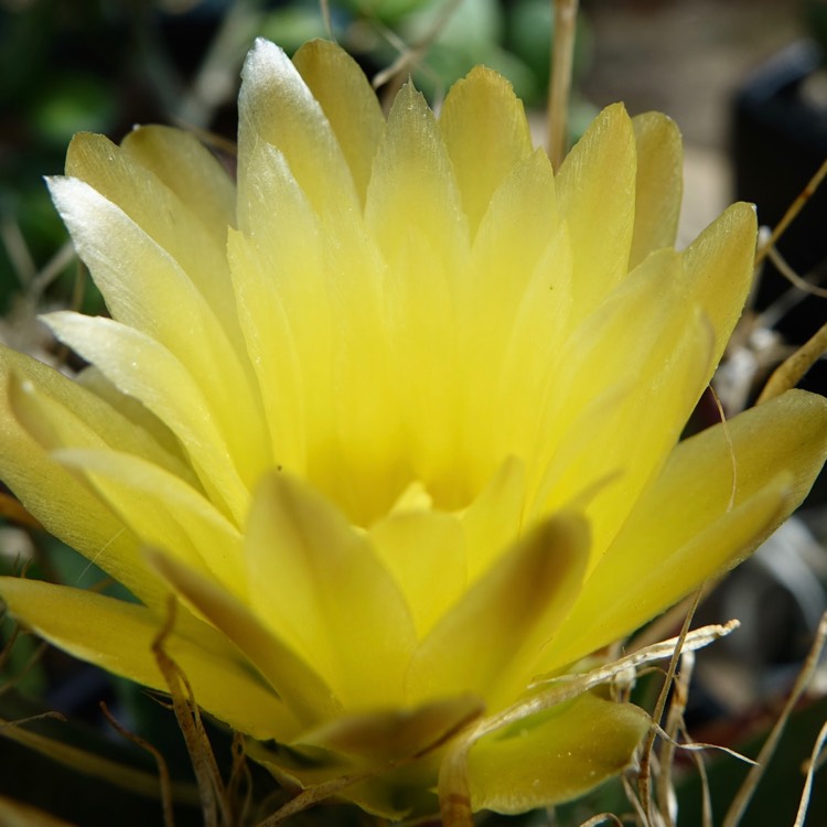 plant image 1383149 plant image 1383149