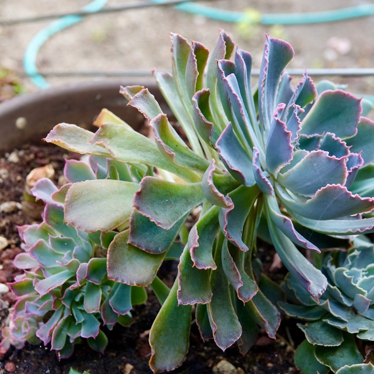plant image 1383458