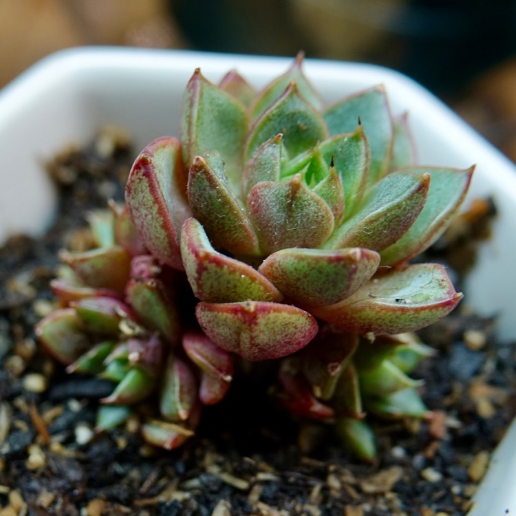 Plant image Echeveria Tina