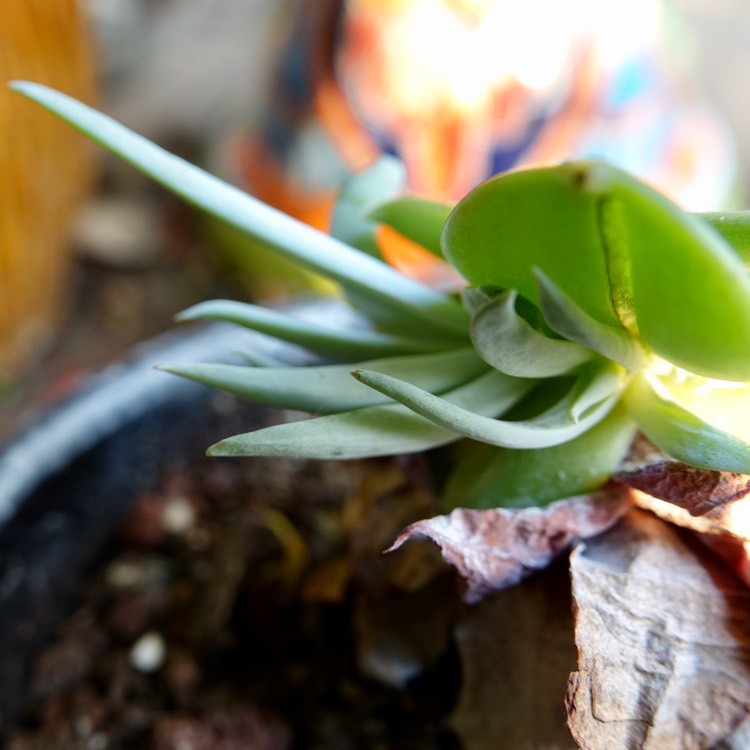 plant image 1398870