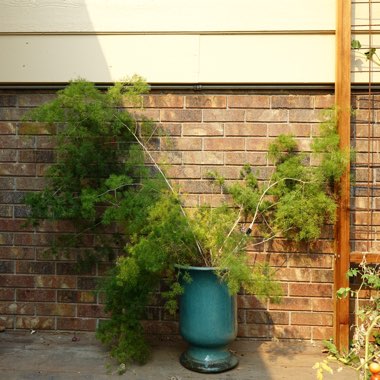 Asparagus myriocladus