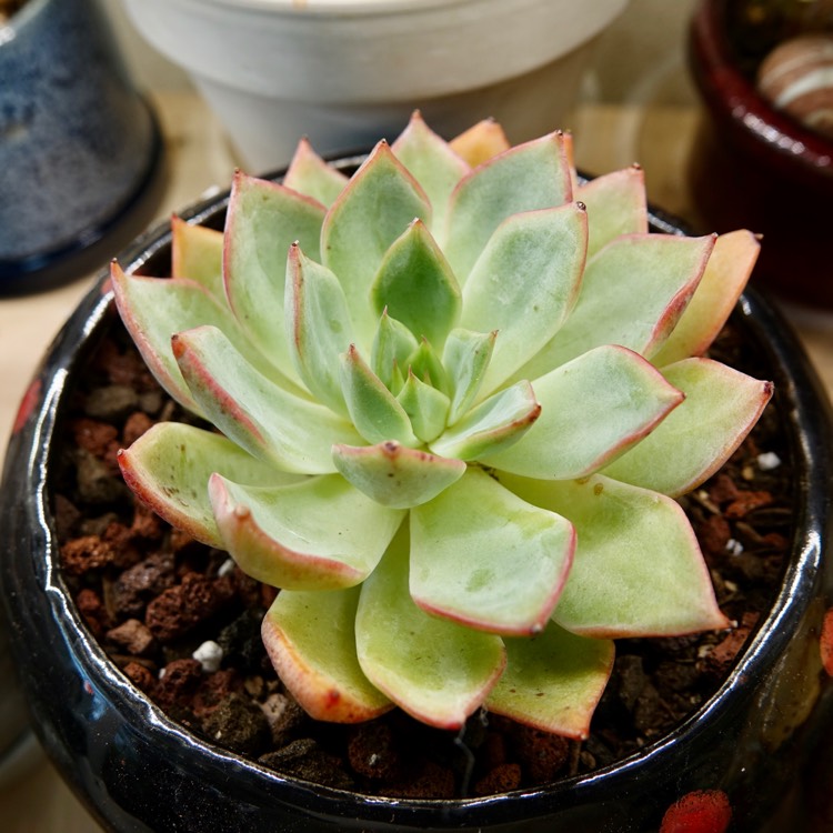 Plant image Echeveria Strictiflora var. Nova