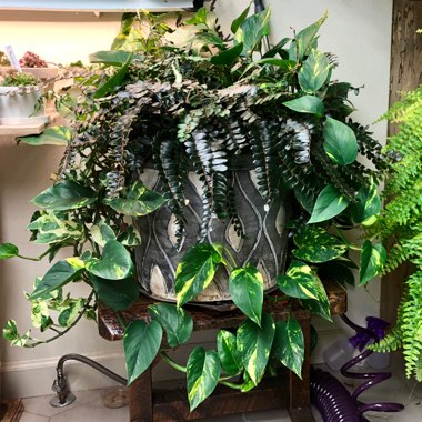 Adrienne's garden