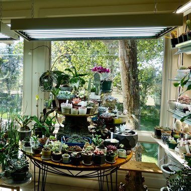 Adrienne's garden