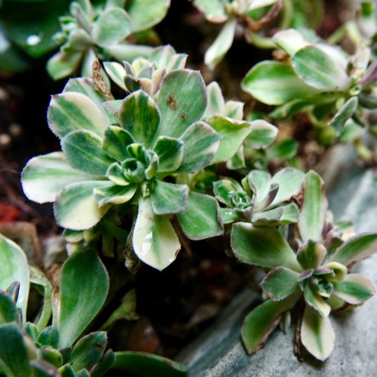 plant image 1401490