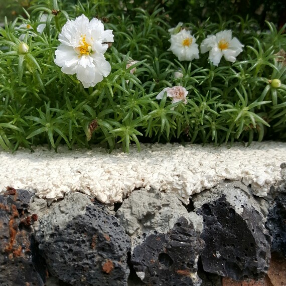 plant image 180935
