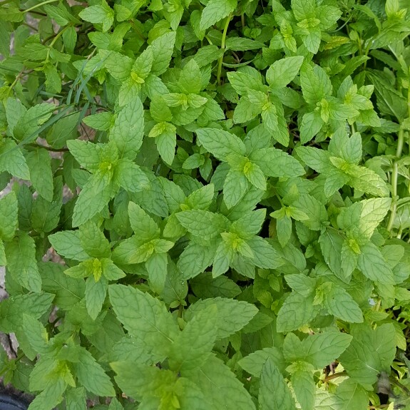 plant image 181875