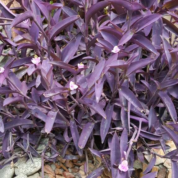 Purple-Heart Spiderwort 'Purpurea'