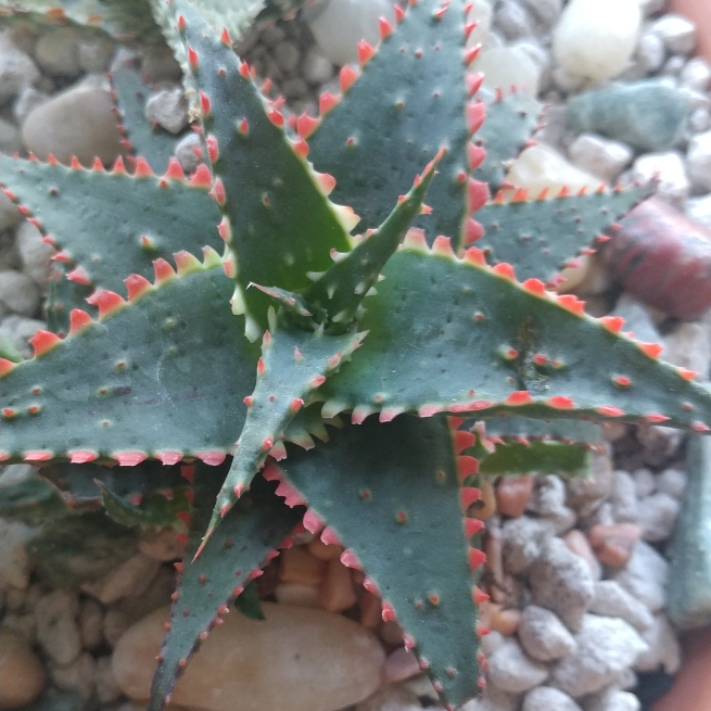 Plant image Aloe 'Christmas Sleigh'
