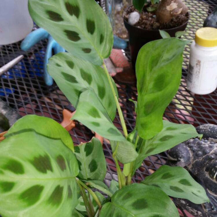 Plant image Maranta leuconeura 'Kerchoveana'