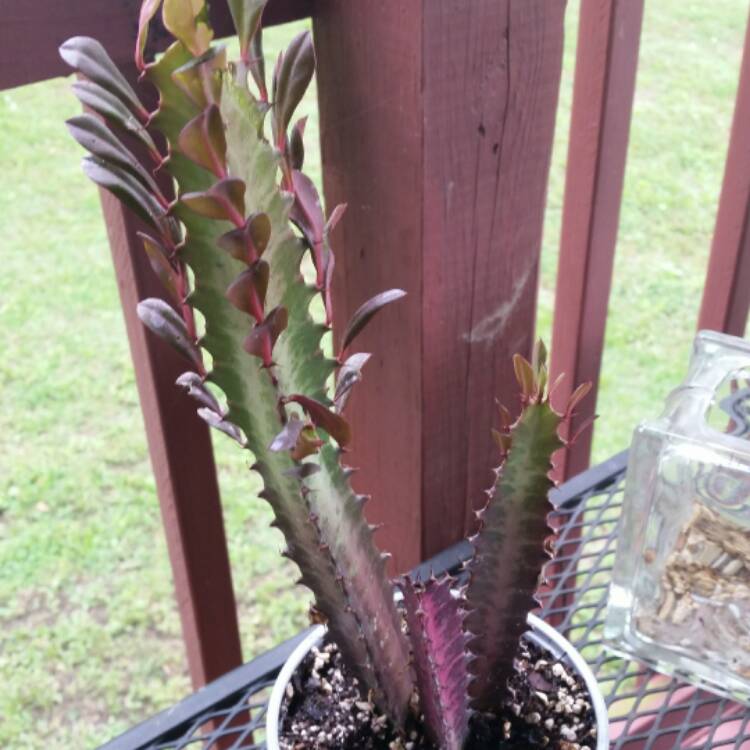 plant image 434273