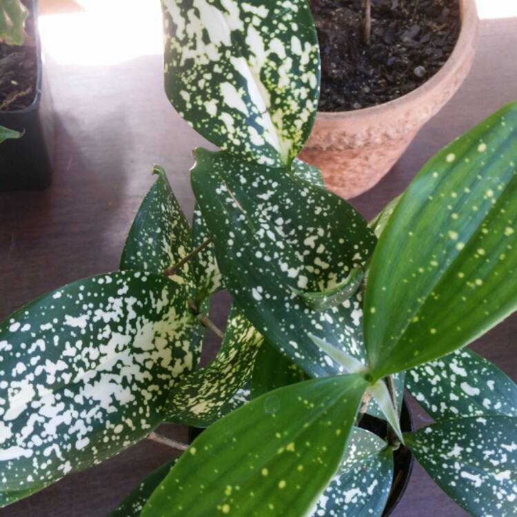 Plant image Dracaena godseffiana syn. D. surculosa 'Florida Beauty'
