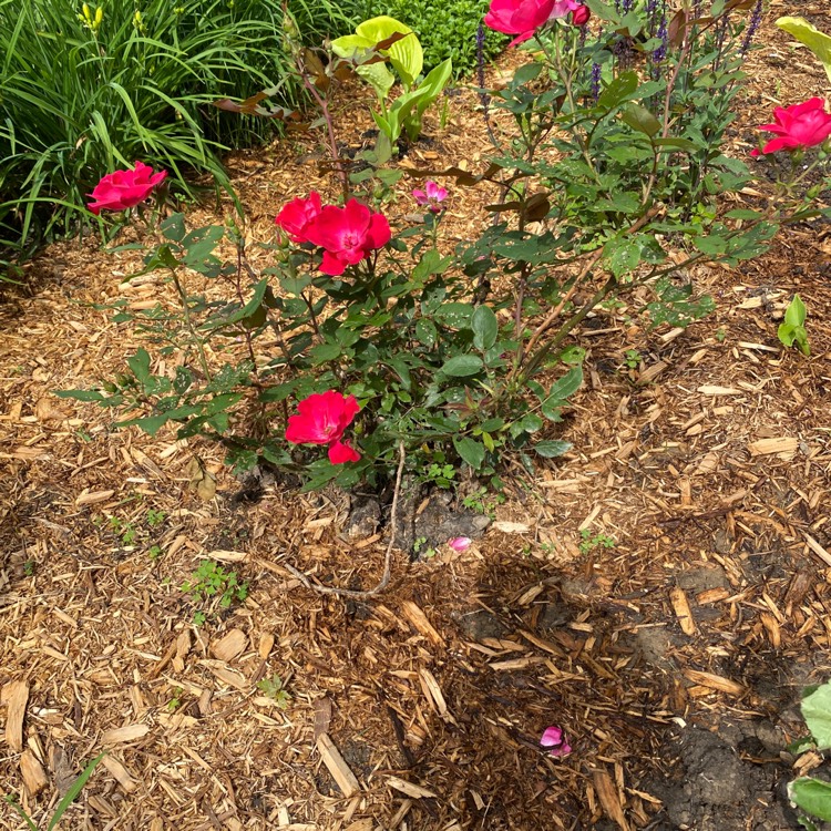 Plant image Rosa 'Radrazz' syn. Rosa 'Knock Out', Rosa 'Red Knock Out'