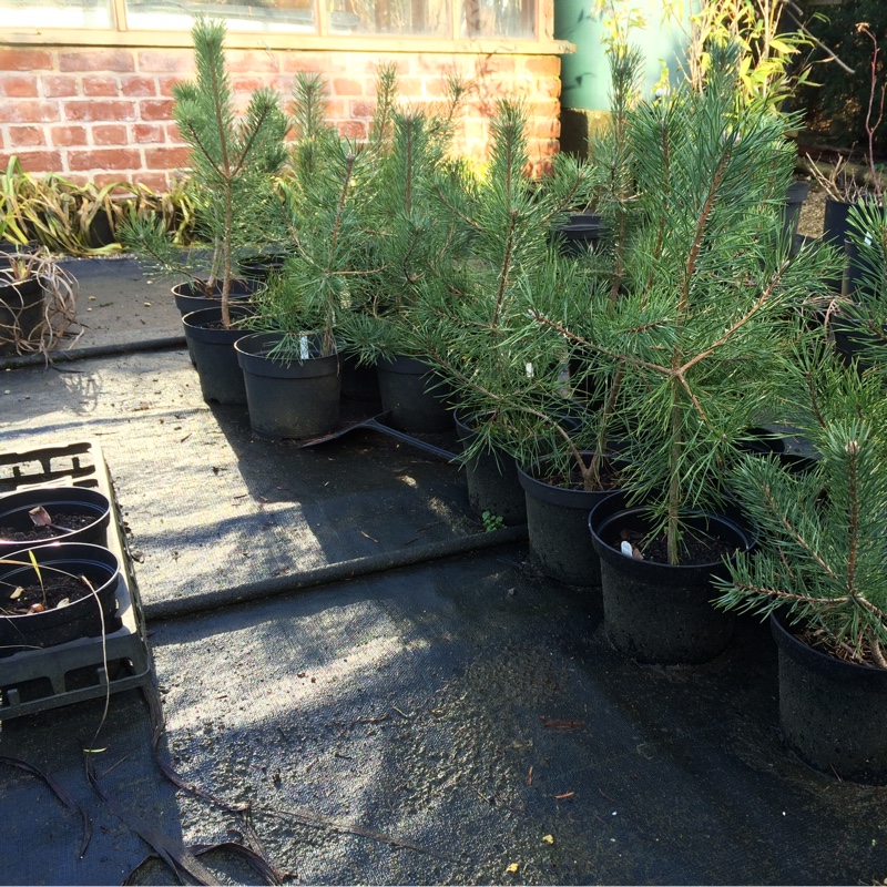 Pinus sylvestris