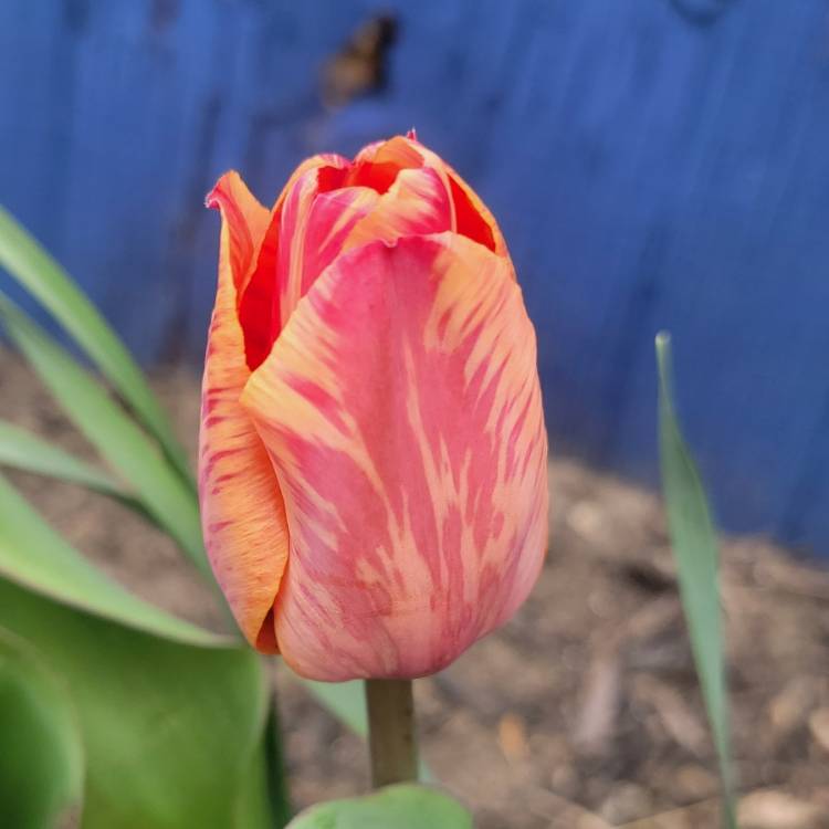 Plant image Tulipa 'Hermitage'