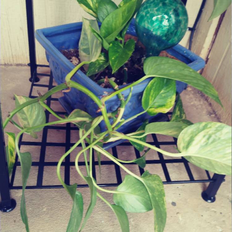 plant image 542830