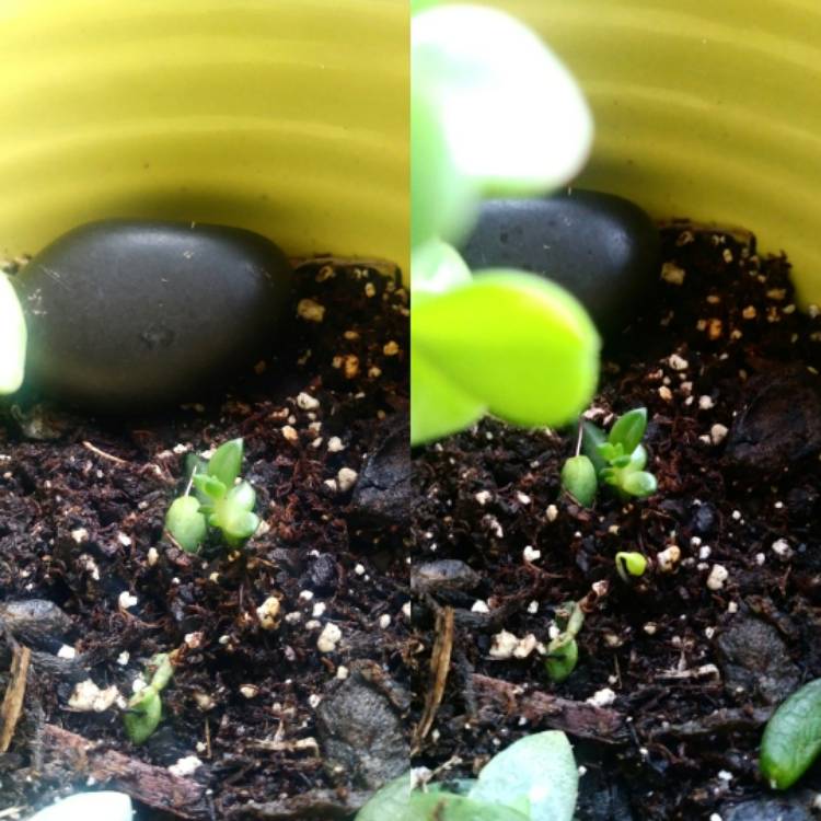 Plant image xSedeveria Jet Beads