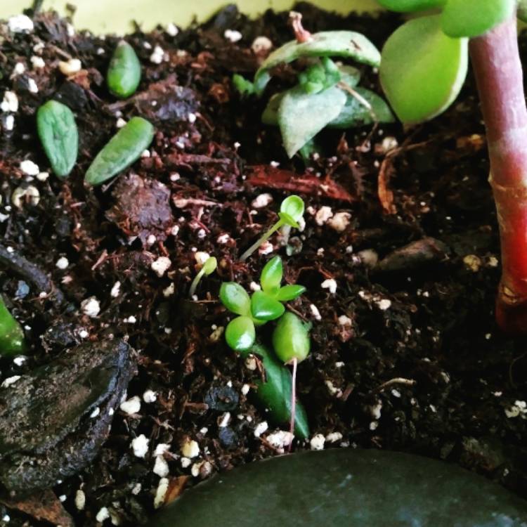 Plant image xSedeveria Jet Beads