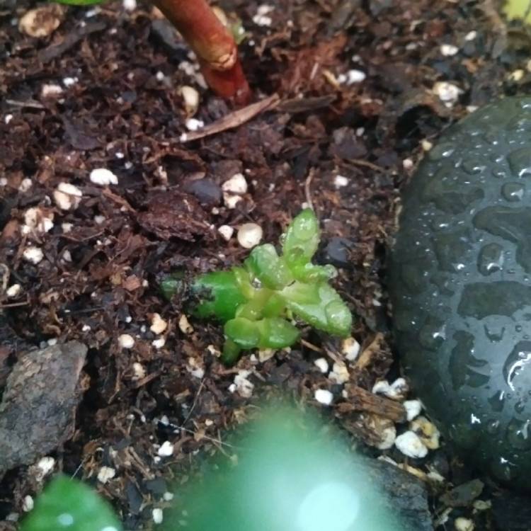 Plant image xSedeveria Jet Beads