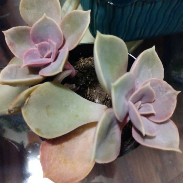 plant image 577989
