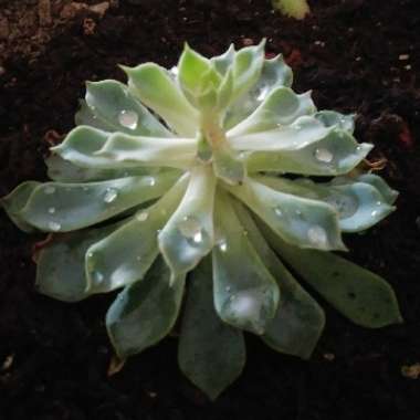 Alicia's garden