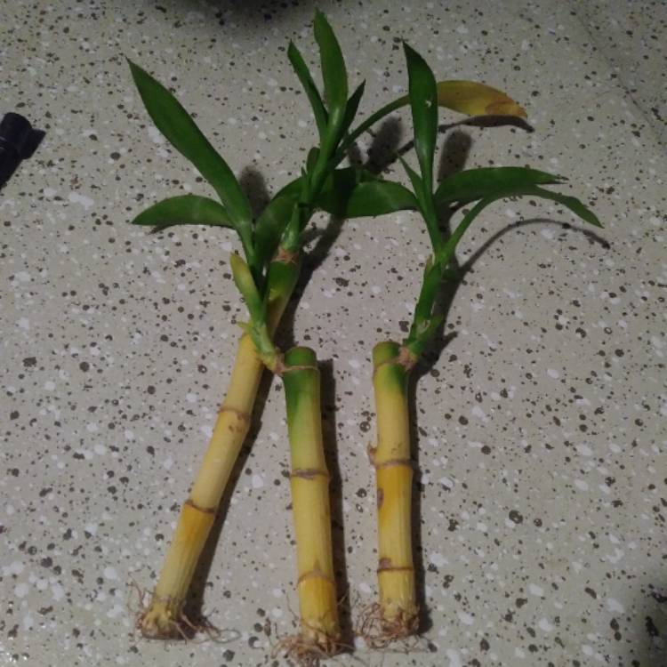 plant image 582432