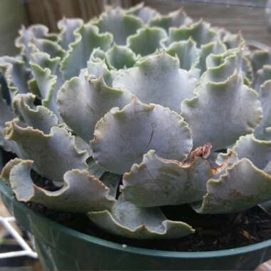 Echeveria Shaviana