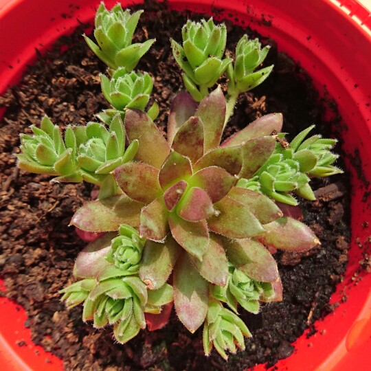 Plant image Sempervivum Sirius