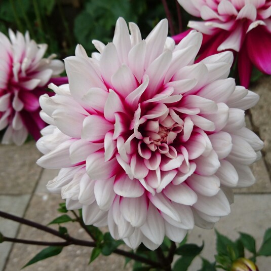 plant image 166496 plant image 166496